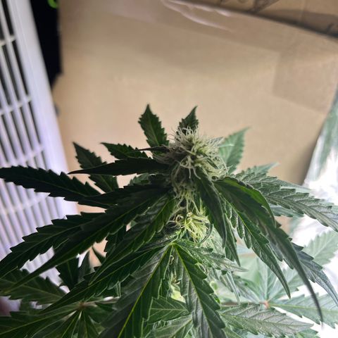 Milky Way F1 growlog timeline photo
