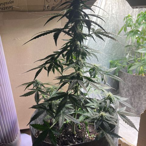 Milky Way F1 growlog timeline photo