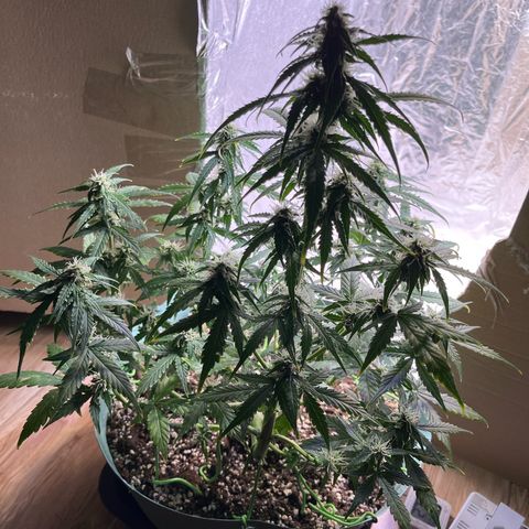 First ultra-budget grow growlog timeline photo