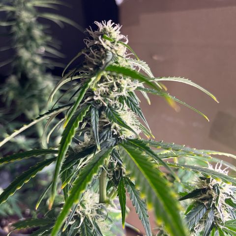 First ultra-budget grow growlog timeline photo