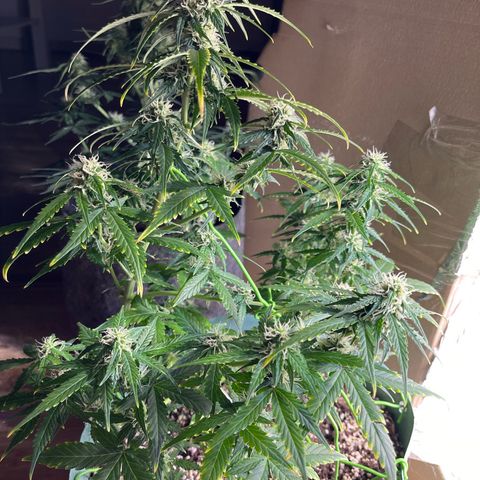 First ultra-budget grow growlog timeline photo