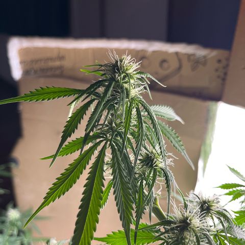 Auto Jack ng growlog timeline photo