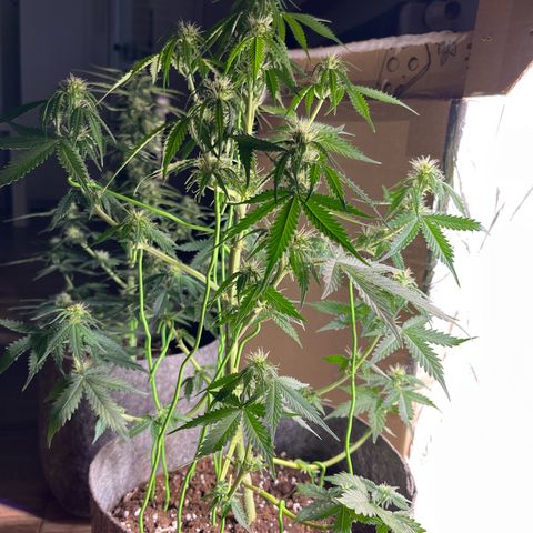 Auto Jack ng growlog timeline photo