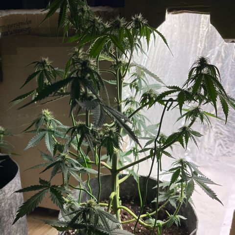 Auto Jack ng growlog timeline photo