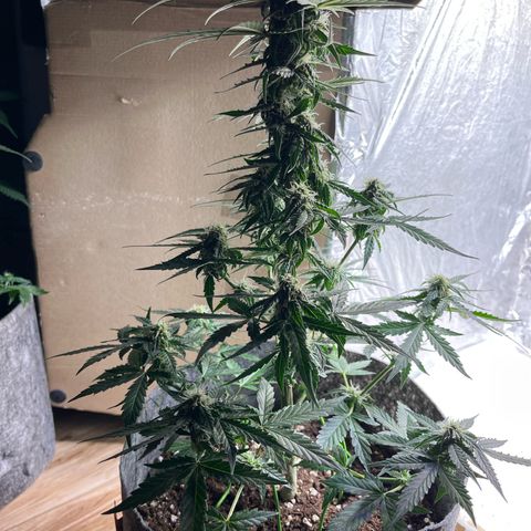 Milky Way F1 growlog timeline photo