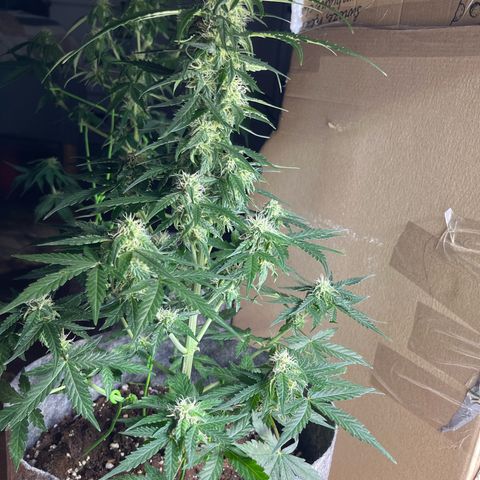 Milky Way F1 growlog timeline photo