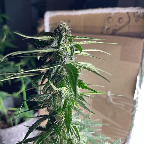 Milky Way F1 growlog timeline photo