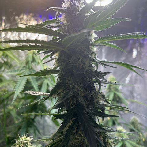 Milky Way F1 growlog timeline photo