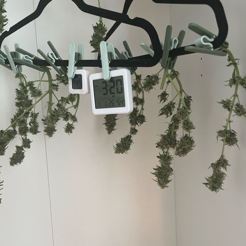 First ultra-budget grow growlog timeline photo