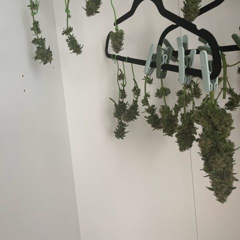 Milky Way F1 growlog timeline photo