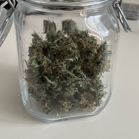 First ultra-budget grow growlog timeline photo