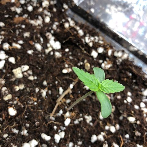 Chewbaka growlog timeline photo