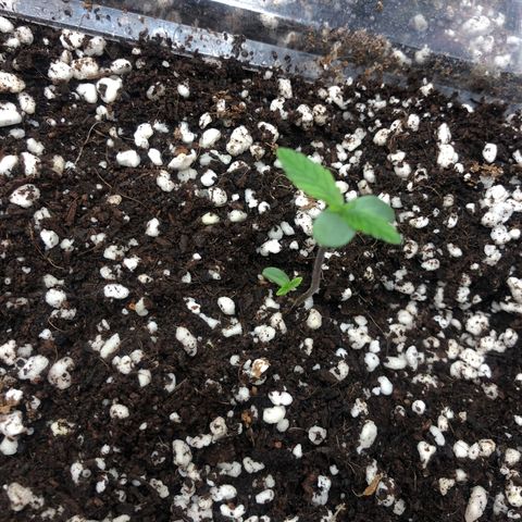 👯TwinMutation Frozen Black Cherry growlog timeline photo