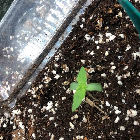 Chewbaka growlog timeline photo