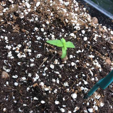 Chewbaka growlog timeline photo