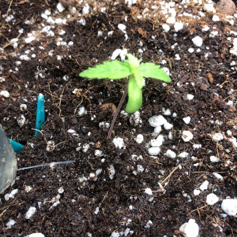 Chewbaka growlog timeline photo