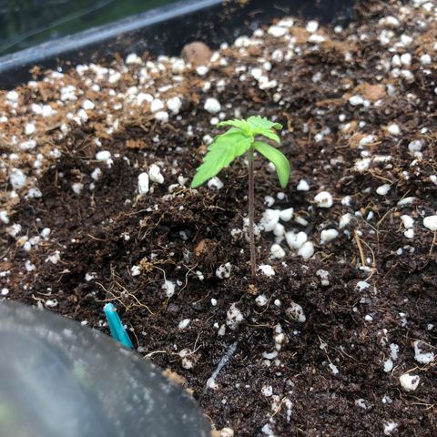 Chewbaka growlog timeline photo