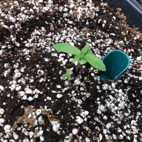 👯TwinMutation Frozen Black Cherry growlog timeline photo