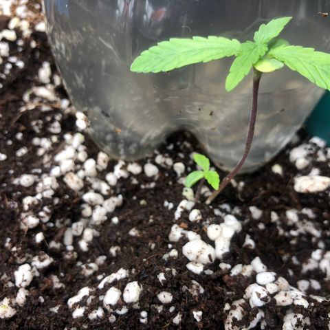 👯TwinMutation Frozen Black Cherry growlog timeline photo