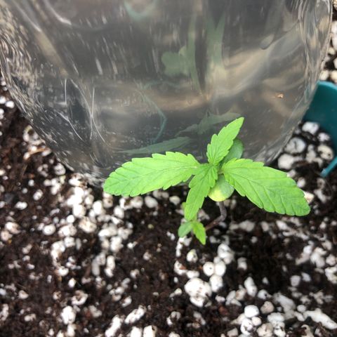 👯TwinMutation Frozen Black Cherry growlog timeline photo