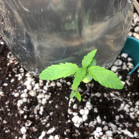 👯TwinMutation Frozen Black Cherry growlog timeline photo