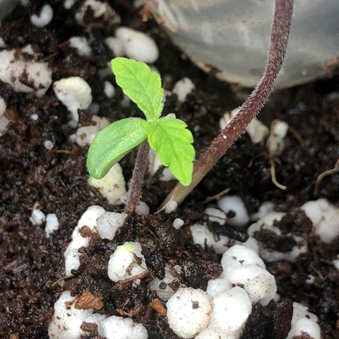👯TwinMutation Frozen Black Cherry growlog timeline photo