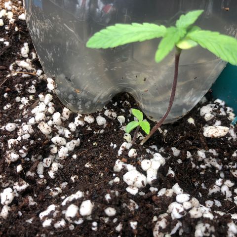 👯TwinMutation Frozen Black Cherry growlog timeline photo