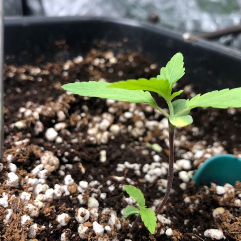 👯TwinMutation Frozen Black Cherry growlog timeline photo