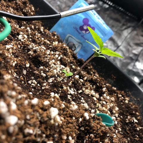 👯TwinMutation Frozen Black Cherry growlog timeline photo