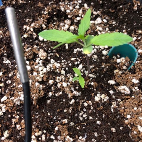 👯TwinMutation Frozen Black Cherry growlog timeline photo