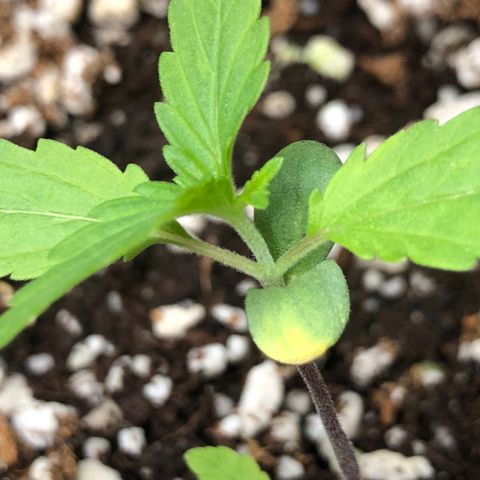 👯TwinMutation Frozen Black Cherry growlog timeline photo