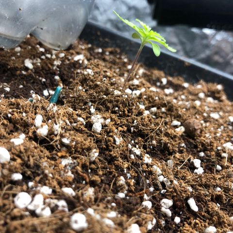 Chewbaka growlog timeline photo