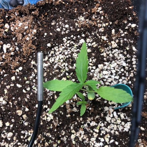 👯TwinMutation Frozen Black Cherry growlog timeline photo