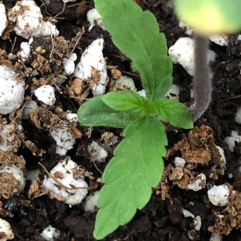 👯TwinMutation Frozen Black Cherry growlog timeline photo
