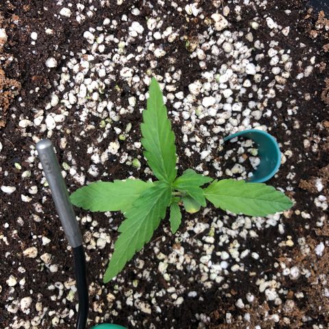 👯TwinMutation Frozen Black Cherry growlog timeline photo