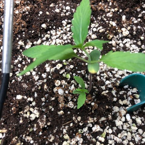 👯TwinMutation Frozen Black Cherry growlog timeline photo