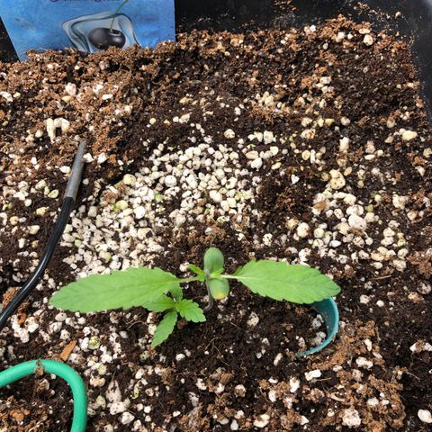 👯TwinMutation Frozen Black Cherry growlog photo: 
Grow-Tagebuch – 27.05.2025

Gestern war ein richtig produktiver Tag! Ich habe meine Nährstofflösung mit Canazym, Rhizotonic und Canna Coco A+B auf 1000 EC eingestellt und meine Pflanzen damit gespült. Die Milky Way hat sich dabei super verhalten – ihr Drain lag bei genau 1000, also perfekt eingestellt. Die Frozen Black Cherry Mutation hatte einen Drain von 1600 – das liegt aber auch daran, dass sie in meinem Kokos-Erde-Mix steht und das Medium mehr Nährstoffe speichert.

Die Milky Way bildet jetzt das dritte Blattpaar aus. Sie sieht ganz gut aus, hat aber einen leichten Gelbstich. Ich vermute, das liegt daran, dass ich in der Sämlingsphase bisher immer zu vorsichtig war – meist mit EC-Werten von 700 bis 800 gearbeitet habe – und das hat vermutlich zu einem etwas schmächtigen Wachstum geführt. Ich merke immer wieder, dass die Pflanzen auf Kokos anfangs etwas schwächer starten. Bei meinem nächsten Samen – das wird ein Hyperion am 05.06. – werde ich von Anfang an mit 1000 EC starten und direkt Canna A+B mit ins Wasser geben. Mal schauen, wie sich das auswirkt.

Mein Kokossubstrat hatte ich diesmal aus dem letzten Grow wiederverwendet, gründlich gereinigt, gewaschen und mit Mykorrhiza versetzt – etwa eine Woche vor dem Einsetzen der Samen. Für den Hyperion-Samen habe ich sogar ein Substrat vorbereitet, das jetzt schon seit einem Monat mit Mykorrhiza und Nematoden (SF, HB, SC) steht. Meine Hoffnung ist, dass sich das Mikrobiom so in Ruhe entwickeln kann, bevor der Samen reinkommt. Beim Einsetzen werde ich das Substrat direkt mit einer Nährlösung auf EC 1000 anfeuchten.

Die Frozen Black Cherry Mutation bleibt weiter spannend. Sie hat ein dreigliedriges Blatt ausgebildet, das sie aber selbst wieder abgeworfen hat, und direkt die ersten Nodien als Seitentriebe gebildet. Ich habe sie getoppt, um die Seitentriebe zu fördern, und die Haube wieder leicht aufgesetzt, um ihr ein bisschen Schutz zu geben. Ich denke, das wird sie gut verkraften – das passt zu ihrem Wachstumsverhalten. Durch das Topping bekommt der Zwilling jetzt auch mehr Platz und Licht, was sicher hilfreich ist.

Mein Test mit den Colaflaschen als Bewässerungssystem – mit Nadelloch, um über den Tag verteilt ca. 2 Liter zu gießen – hat leider nicht so funktioniert, wie ich es mir vorgestellt hatte. Die Bewässerung war zu punktuell, das Wasser ist nicht gleichmäßig genug ins Substrat verteilt worden. Die Flaschen werde ich wieder entfernen und mir stattdessen für die Blütephase ein richtiges Bewässerungssystem bauen.

Gestern habe ich auch einen ganzen Schwung Tomaten geerntet – die waren super lecker! Eine Pflanze ist schon richtig fertig, aber einige andere bilden wieder neue Triebe, obwohl sie schon Früchte getragen haben – das liegt wahrscheinlich an der Lichtumstellung nach der letzten Ernte. Zusätzlich habe ich noch drei kleinere Tomatenpflanzen entdeckt, die ich mal ausgesät hatte – die sind jetzt auch richtig in der Vegetation. Da kommt also noch einiges an Ernte auf mich zu!

Ach ja, die Lüfter habe ich gestern auch noch gereinigt – das war mal wieder nötig.

Alles in allem: Die Mädels entwickeln sich gut, es gibt viel zu beobachten, und ich bin gespannt, wie sich alles weiterentwickelt.


