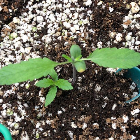 👯TwinMutation Frozen Black Cherry growlog photo: 
Grow-Tagebuch – 27.05.2025

Gestern war ein richtig produktiver Tag! Ich habe meine Nährstofflösung mit Canazym, Rhizotonic und Canna Coco A+B auf 1000 EC eingestellt und meine Pflanzen damit gespült. Die Milky Way hat sich dabei super verhalten – ihr Drain lag bei genau 1000, also perfekt eingestellt. Die Frozen Black Cherry Mutation hatte einen Drain von 1600 – das liegt aber auch daran, dass sie in meinem Kokos-Erde-Mix steht und das Medium mehr Nährstoffe speichert.

Die Milky Way bildet jetzt das dritte Blattpaar aus. Sie sieht ganz gut aus, hat aber einen leichten Gelbstich. Ich vermute, das liegt daran, dass ich in der Sämlingsphase bisher immer zu vorsichtig war – meist mit EC-Werten von 700 bis 800 gearbeitet habe – und das hat vermutlich zu einem etwas schmächtigen Wachstum geführt. Ich merke immer wieder, dass die Pflanzen auf Kokos anfangs etwas schwächer starten. Bei meinem nächsten Samen – das wird ein Hyperion am 05.06. – werde ich von Anfang an mit 1000 EC starten und direkt Canna A+B mit ins Wasser geben. Mal schauen, wie sich das auswirkt.

Mein Kokossubstrat hatte ich diesmal aus dem letzten Grow wiederverwendet, gründlich gereinigt, gewaschen und mit Mykorrhiza versetzt – etwa eine Woche vor dem Einsetzen der Samen. Für den Hyperion-Samen habe ich sogar ein Substrat vorbereitet, das jetzt schon seit einem Monat mit Mykorrhiza und Nematoden (SF, HB, SC) steht. Meine Hoffnung ist, dass sich das Mikrobiom so in Ruhe entwickeln kann, bevor der Samen reinkommt. Beim Einsetzen werde ich das Substrat direkt mit einer Nährlösung auf EC 1000 anfeuchten.

Die Frozen Black Cherry Mutation bleibt weiter spannend. Sie hat ein dreigliedriges Blatt ausgebildet, das sie aber selbst wieder abgeworfen hat, und direkt die ersten Nodien als Seitentriebe gebildet. Ich habe sie getoppt, um die Seitentriebe zu fördern, und die Haube wieder leicht aufgesetzt, um ihr ein bisschen Schutz zu geben. Ich denke, das wird sie gut verkraften – das passt zu ihrem Wachstumsverhalten. Durch das Topping bekommt der Zwilling jetzt auch mehr Platz und Licht, was sicher hilfreich ist.

Mein Test mit den Colaflaschen als Bewässerungssystem – mit Nadelloch, um über den Tag verteilt ca. 2 Liter zu gießen – hat leider nicht so funktioniert, wie ich es mir vorgestellt hatte. Die Bewässerung war zu punktuell, das Wasser ist nicht gleichmäßig genug ins Substrat verteilt worden. Die Flaschen werde ich wieder entfernen und mir stattdessen für die Blütephase ein richtiges Bewässerungssystem bauen.

Gestern habe ich auch einen ganzen Schwung Tomaten geerntet – die waren super lecker! Eine Pflanze ist schon richtig fertig, aber einige andere bilden wieder neue Triebe, obwohl sie schon Früchte getragen haben – das liegt wahrscheinlich an der Lichtumstellung nach der letzten Ernte. Zusätzlich habe ich noch drei kleinere Tomatenpflanzen entdeckt, die ich mal ausgesät hatte – die sind jetzt auch richtig in der Vegetation. Da kommt also noch einiges an Ernte auf mich zu!

Ach ja, die Lüfter habe ich gestern auch noch gereinigt – das war mal wieder nötig.

Alles in allem: Die Mädels entwickeln sich gut, es gibt viel zu beobachten, und ich bin gespannt, wie sich alles weiterentwickelt.

