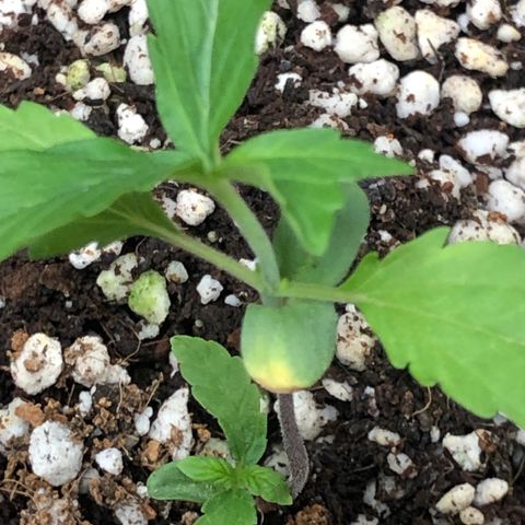👯TwinMutation Frozen Black Cherry growlog photo: 
Grow-Tagebuch – 27.05.2025

Gestern war ein richtig produktiver Tag! Ich habe meine Nährstofflösung mit Canazym, Rhizotonic und Canna Coco A+B auf 1000 EC eingestellt und meine Pflanzen damit gespült. Die Milky Way hat sich dabei super verhalten – ihr Drain lag bei genau 1000, also perfekt eingestellt. Die Frozen Black Cherry Mutation hatte einen Drain von 1600 – das liegt aber auch daran, dass sie in meinem Kokos-Erde-Mix steht und das Medium mehr Nährstoffe speichert.

Die Milky Way bildet jetzt das dritte Blattpaar aus. Sie sieht ganz gut aus, hat aber einen leichten Gelbstich. Ich vermute, das liegt daran, dass ich in der Sämlingsphase bisher immer zu vorsichtig war – meist mit EC-Werten von 700 bis 800 gearbeitet habe – und das hat vermutlich zu einem etwas schmächtigen Wachstum geführt. Ich merke immer wieder, dass die Pflanzen auf Kokos anfangs etwas schwächer starten. Bei meinem nächsten Samen – das wird ein Hyperion am 05.06. – werde ich von Anfang an mit 1000 EC starten und direkt Canna A+B mit ins Wasser geben. Mal schauen, wie sich das auswirkt.

Mein Kokossubstrat hatte ich diesmal aus dem letzten Grow wiederverwendet, gründlich gereinigt, gewaschen und mit Mykorrhiza versetzt – etwa eine Woche vor dem Einsetzen der Samen. Für den Hyperion-Samen habe ich sogar ein Substrat vorbereitet, das jetzt schon seit einem Monat mit Mykorrhiza und Nematoden (SF, HB, SC) steht. Meine Hoffnung ist, dass sich das Mikrobiom so in Ruhe entwickeln kann, bevor der Samen reinkommt. Beim Einsetzen werde ich das Substrat direkt mit einer Nährlösung auf EC 1000 anfeuchten.

Die Frozen Black Cherry Mutation bleibt weiter spannend. Sie hat ein dreigliedriges Blatt ausgebildet, das sie aber selbst wieder abgeworfen hat, und direkt die ersten Nodien als Seitentriebe gebildet. Ich habe sie getoppt, um die Seitentriebe zu fördern, und die Haube wieder leicht aufgesetzt, um ihr ein bisschen Schutz zu geben. Ich denke, das wird sie gut verkraften – das passt zu ihrem Wachstumsverhalten. Durch das Topping bekommt der Zwilling jetzt auch mehr Platz und Licht, was sicher hilfreich ist.

Mein Test mit den Colaflaschen als Bewässerungssystem – mit Nadelloch, um über den Tag verteilt ca. 2 Liter zu gießen – hat leider nicht so funktioniert, wie ich es mir vorgestellt hatte. Die Bewässerung war zu punktuell, das Wasser ist nicht gleichmäßig genug ins Substrat verteilt worden. Die Flaschen werde ich wieder entfernen und mir stattdessen für die Blütephase ein richtiges Bewässerungssystem bauen.

Gestern habe ich auch einen ganzen Schwung Tomaten geerntet – die waren super lecker! Eine Pflanze ist schon richtig fertig, aber einige andere bilden wieder neue Triebe, obwohl sie schon Früchte getragen haben – das liegt wahrscheinlich an der Lichtumstellung nach der letzten Ernte. Zusätzlich habe ich noch drei kleinere Tomatenpflanzen entdeckt, die ich mal ausgesät hatte – die sind jetzt auch richtig in der Vegetation. Da kommt also noch einiges an Ernte auf mich zu!

Ach ja, die Lüfter habe ich gestern auch noch gereinigt – das war mal wieder nötig.

Alles in allem: Die Mädels entwickeln sich gut, es gibt viel zu beobachten, und ich bin gespannt, wie sich alles weiterentwickelt.

