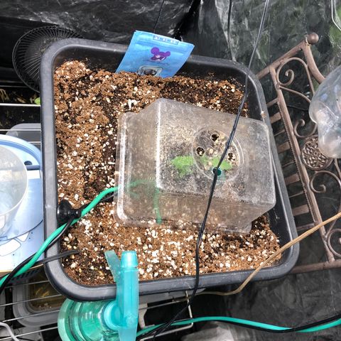 👯TwinMutation Frozen Black Cherry growlog photo: 
Grow-Tagebuch – 27.05.2025

Gestern war ein richtig produktiver Tag! Ich habe meine Nährstofflösung mit Canazym, Rhizotonic und Canna Coco A+B auf 1000 EC eingestellt und meine Pflanzen damit gespült. Die Milky Way hat sich dabei super verhalten – ihr Drain lag bei genau 1000, also perfekt eingestellt. Die Frozen Black Cherry Mutation hatte einen Drain von 1600 – das liegt aber auch daran, dass sie in meinem Kokos-Erde-Mix steht und das Medium mehr Nährstoffe speichert.

Die Milky Way bildet jetzt das dritte Blattpaar aus. Sie sieht ganz gut aus, hat aber einen leichten Gelbstich. Ich vermute, das liegt daran, dass ich in der Sämlingsphase bisher immer zu vorsichtig war – meist mit EC-Werten von 700 bis 800 gearbeitet habe – und das hat vermutlich zu einem etwas schmächtigen Wachstum geführt. Ich merke immer wieder, dass die Pflanzen auf Kokos anfangs etwas schwächer starten. Bei meinem nächsten Samen – das wird ein Hyperion am 05.06. – werde ich von Anfang an mit 1000 EC starten und direkt Canna A+B mit ins Wasser geben. Mal schauen, wie sich das auswirkt.

Mein Kokossubstrat hatte ich diesmal aus dem letzten Grow wiederverwendet, gründlich gereinigt, gewaschen und mit Mykorrhiza versetzt – etwa eine Woche vor dem Einsetzen der Samen. Für den Hyperion-Samen habe ich sogar ein Substrat vorbereitet, das jetzt schon seit einem Monat mit Mykorrhiza und Nematoden (SF, HB, SC) steht. Meine Hoffnung ist, dass sich das Mikrobiom so in Ruhe entwickeln kann, bevor der Samen reinkommt. Beim Einsetzen werde ich das Substrat direkt mit einer Nährlösung auf EC 1000 anfeuchten.

Die Frozen Black Cherry Mutation bleibt weiter spannend. Sie hat ein dreigliedriges Blatt ausgebildet, das sie aber selbst wieder abgeworfen hat, und direkt die ersten Nodien als Seitentriebe gebildet. Ich habe sie getoppt, um die Seitentriebe zu fördern, und die Haube wieder leicht aufgesetzt, um ihr ein bisschen Schutz zu geben. Ich denke, das wird sie gut verkraften – das passt zu ihrem Wachstumsverhalten. Durch das Topping bekommt der Zwilling jetzt auch mehr Platz und Licht, was sicher hilfreich ist.

Mein Test mit den Colaflaschen als Bewässerungssystem – mit Nadelloch, um über den Tag verteilt ca. 2 Liter zu gießen – hat leider nicht so funktioniert, wie ich es mir vorgestellt hatte. Die Bewässerung war zu punktuell, das Wasser ist nicht gleichmäßig genug ins Substrat verteilt worden. Die Flaschen werde ich wieder entfernen und mir stattdessen für die Blütephase ein richtiges Bewässerungssystem bauen.

Gestern habe ich auch einen ganzen Schwung Tomaten geerntet – die waren super lecker! Eine Pflanze ist schon richtig fertig, aber einige andere bilden wieder neue Triebe, obwohl sie schon Früchte getragen haben – das liegt wahrscheinlich an der Lichtumstellung nach der letzten Ernte. Zusätzlich habe ich noch drei kleinere Tomatenpflanzen entdeckt, die ich mal ausgesät hatte – die sind jetzt auch richtig in der Vegetation. Da kommt also noch einiges an Ernte auf mich zu!

Ach ja, die Lüfter habe ich gestern auch noch gereinigt – das war mal wieder nötig.

Alles in allem: Die Mädels entwickeln sich gut, es gibt viel zu beobachten, und ich bin gespannt, wie sich alles weiterentwickelt.

