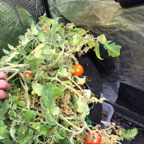 👯TwinMutation Frozen Black Cherry growlog photo: 
Grow-Tagebuch – 27.05.2025

Gestern war ein richtig produktiver Tag! Ich habe meine Nährstofflösung mit Canazym, Rhizotonic und Canna Coco A+B auf 1000 EC eingestellt und meine Pflanzen damit gespült. Die Milky Way hat sich dabei super verhalten – ihr Drain lag bei genau 1000, also perfekt eingestellt. Die Frozen Black Cherry Mutation hatte einen Drain von 1600 – das liegt aber auch daran, dass sie in meinem Kokos-Erde-Mix steht und das Medium mehr Nährstoffe speichert.

Die Milky Way bildet jetzt das dritte Blattpaar aus. Sie sieht ganz gut aus, hat aber einen leichten Gelbstich. Ich vermute, das liegt daran, dass ich in der Sämlingsphase bisher immer zu vorsichtig war – meist mit EC-Werten von 700 bis 800 gearbeitet habe – und das hat vermutlich zu einem etwas schmächtigen Wachstum geführt. Ich merke immer wieder, dass die Pflanzen auf Kokos anfangs etwas schwächer starten. Bei meinem nächsten Samen – das wird ein Hyperion am 05.06. – werde ich von Anfang an mit 1000 EC starten und direkt Canna A+B mit ins Wasser geben. Mal schauen, wie sich das auswirkt.

Mein Kokossubstrat hatte ich diesmal aus dem letzten Grow wiederverwendet, gründlich gereinigt, gewaschen und mit Mykorrhiza versetzt – etwa eine Woche vor dem Einsetzen der Samen. Für den Hyperion-Samen habe ich sogar ein Substrat vorbereitet, das jetzt schon seit einem Monat mit Mykorrhiza und Nematoden (SF, HB, SC) steht. Meine Hoffnung ist, dass sich das Mikrobiom so in Ruhe entwickeln kann, bevor der Samen reinkommt. Beim Einsetzen werde ich das Substrat direkt mit einer Nährlösung auf EC 1000 anfeuchten.

Die Frozen Black Cherry Mutation bleibt weiter spannend. Sie hat ein dreigliedriges Blatt ausgebildet, das sie aber selbst wieder abgeworfen hat, und direkt die ersten Nodien als Seitentriebe gebildet. Ich habe sie getoppt, um die Seitentriebe zu fördern, und die Haube wieder leicht aufgesetzt, um ihr ein bisschen Schutz zu geben. Ich denke, das wird sie gut verkraften – das passt zu ihrem Wachstumsverhalten. Durch das Topping bekommt der Zwilling jetzt auch mehr Platz und Licht, was sicher hilfreich ist.

Mein Test mit den Colaflaschen als Bewässerungssystem – mit Nadelloch, um über den Tag verteilt ca. 2 Liter zu gießen – hat leider nicht so funktioniert, wie ich es mir vorgestellt hatte. Die Bewässerung war zu punktuell, das Wasser ist nicht gleichmäßig genug ins Substrat verteilt worden. Die Flaschen werde ich wieder entfernen und mir stattdessen für die Blütephase ein richtiges Bewässerungssystem bauen.

Gestern habe ich auch einen ganzen Schwung Tomaten geerntet – die waren super lecker! Eine Pflanze ist schon richtig fertig, aber einige andere bilden wieder neue Triebe, obwohl sie schon Früchte getragen haben – das liegt wahrscheinlich an der Lichtumstellung nach der letzten Ernte. Zusätzlich habe ich noch drei kleinere Tomatenpflanzen entdeckt, die ich mal ausgesät hatte – die sind jetzt auch richtig in der Vegetation. Da kommt also noch einiges an Ernte auf mich zu!

Ach ja, die Lüfter habe ich gestern auch noch gereinigt – das war mal wieder nötig.

Alles in allem: Die Mädels entwickeln sich gut, es gibt viel zu beobachten, und ich bin gespannt, wie sich alles weiterentwickelt.

