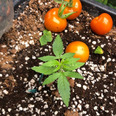 Chewbaka growlog timeline photo