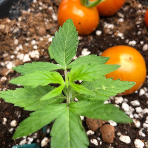 Chewbaka growlog timeline photo