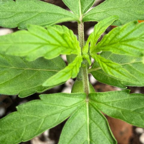 Chewbaka growlog timeline photo