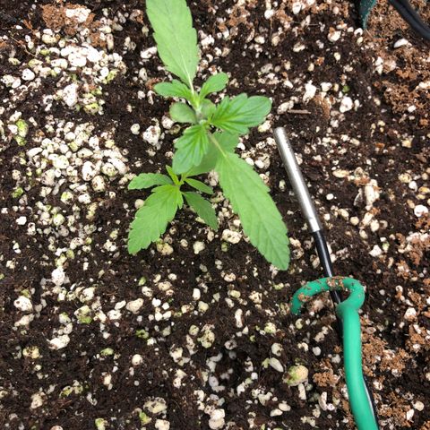 👯TwinMutation Frozen Black Cherry growlog timeline photo