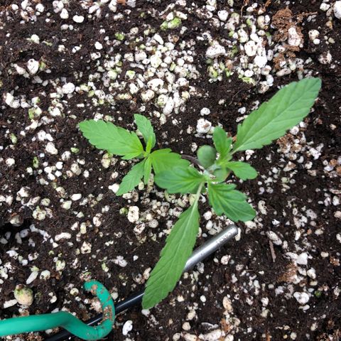 👯TwinMutation Frozen Black Cherry growlog timeline photo