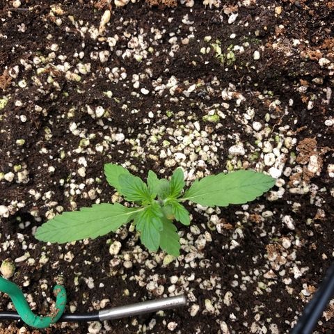 👯TwinMutation Frozen Black Cherry growlog timeline photo