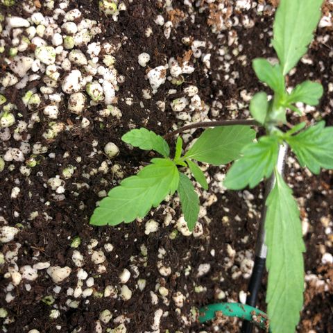 👯TwinMutation Frozen Black Cherry growlog timeline photo