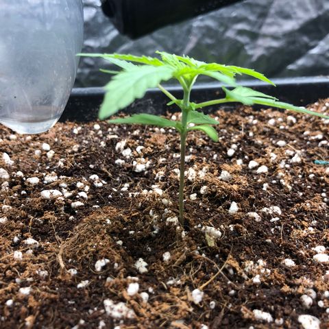 Chewbaka growlog timeline photo