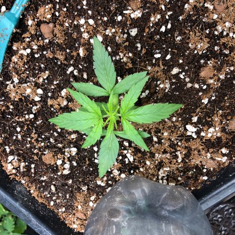 Chewbaka growlog timeline photo
